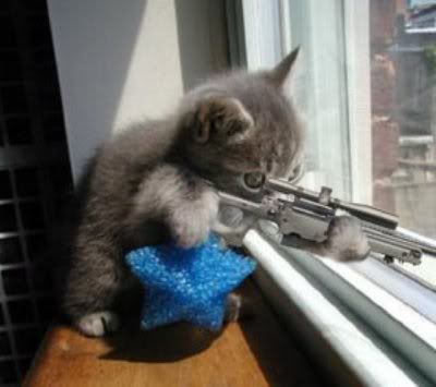 gun kitten