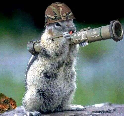 squirrel gun