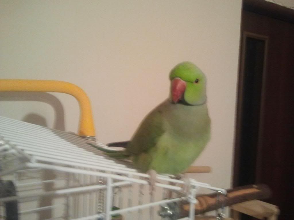 http://i692.photobucket.com/albums/vv284/annonimu/2013-03-04185825.jpg