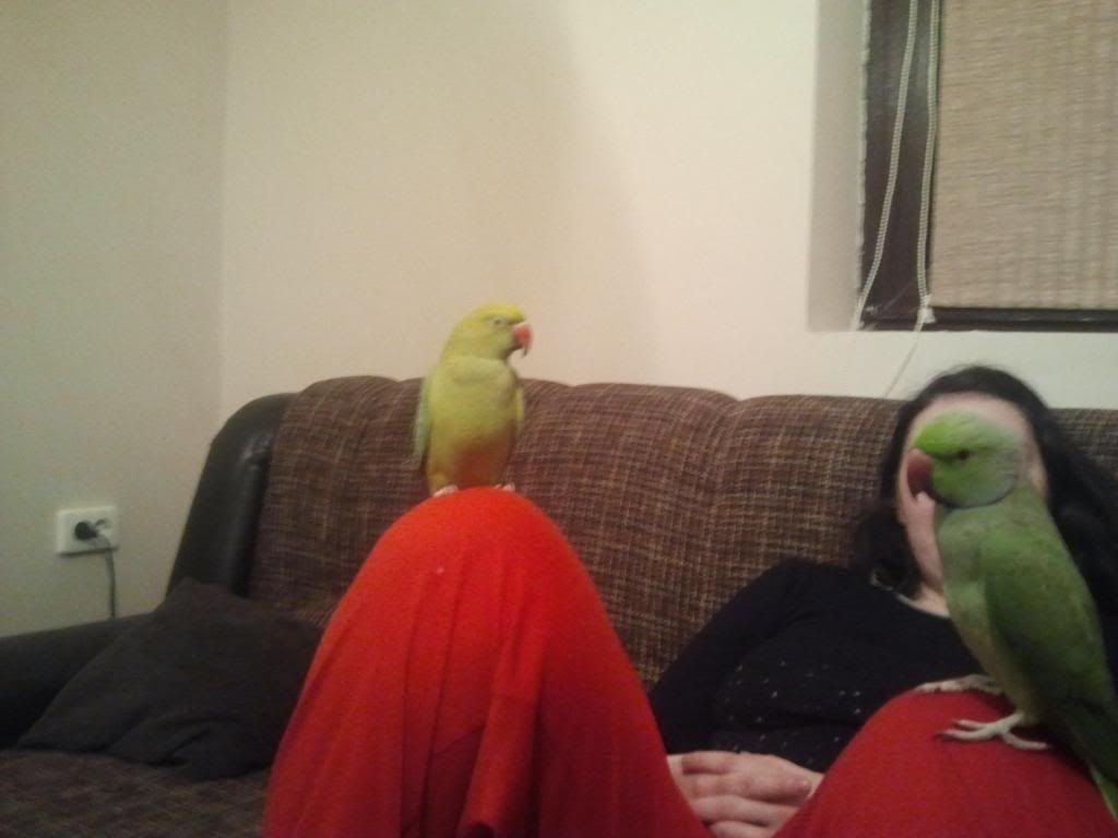 http://i692.photobucket.com/albums/vv284/annonimu/2013-03-04190859.jpg