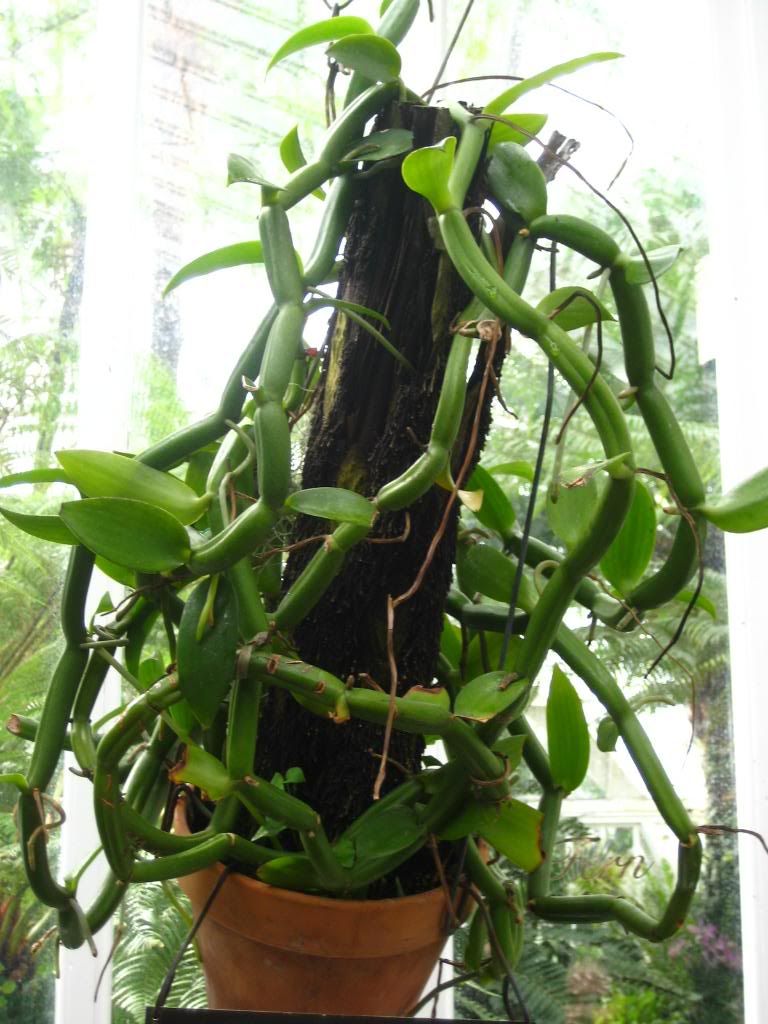 Creepy Crawly Plant That Scared The Shit Outta Me Pictures, Images