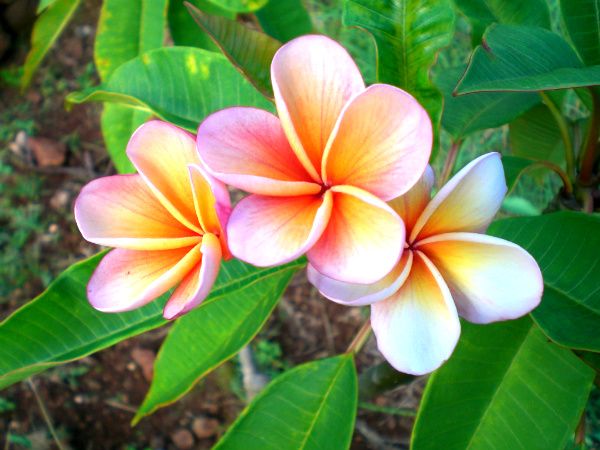 Plumeria