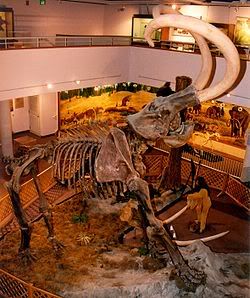 fosil mamuth