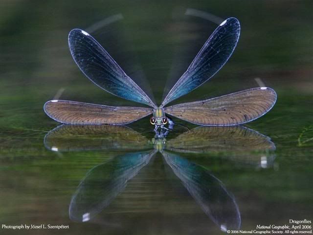 dragonfly info