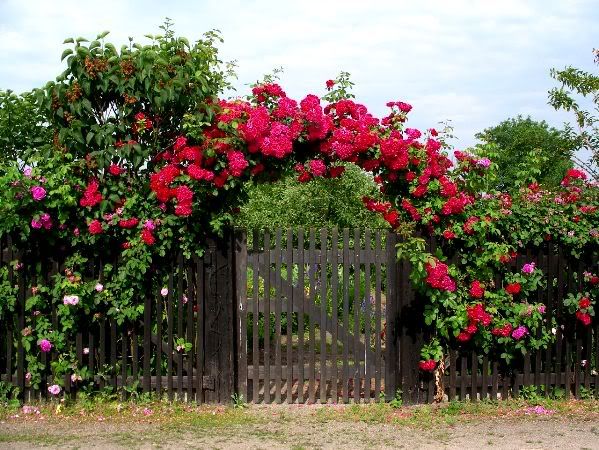 Arbor Rose