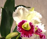 Orchid Lc. Orglade's Grand