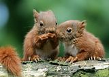 th_Squirrels.jpg