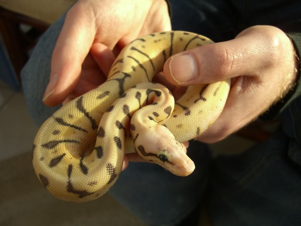 UK Bred 2009 Female Killerbee Royal Python for sale Milton Keynes